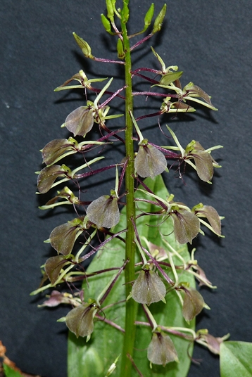 {Liparis liliifolia}